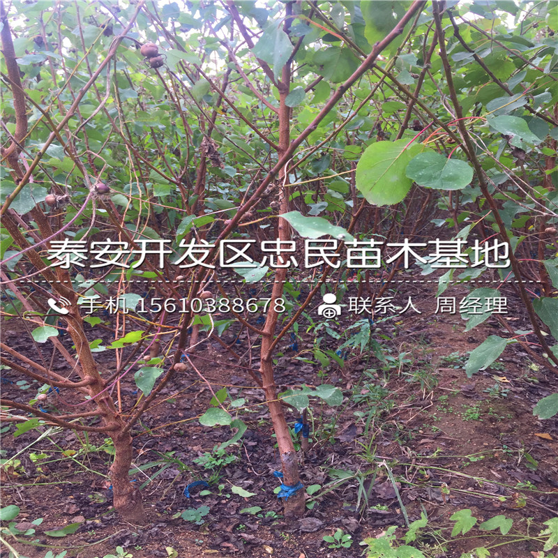 山東無花果小苗出售基地