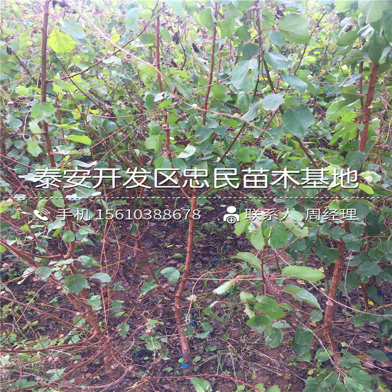 2018年无花果小苗批发