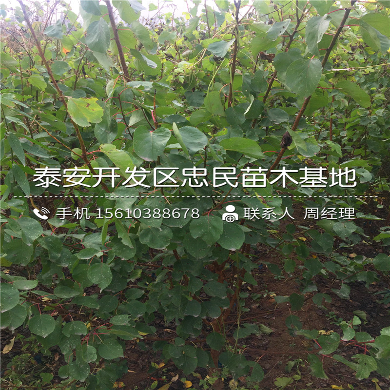 2018年无花果小苗批发