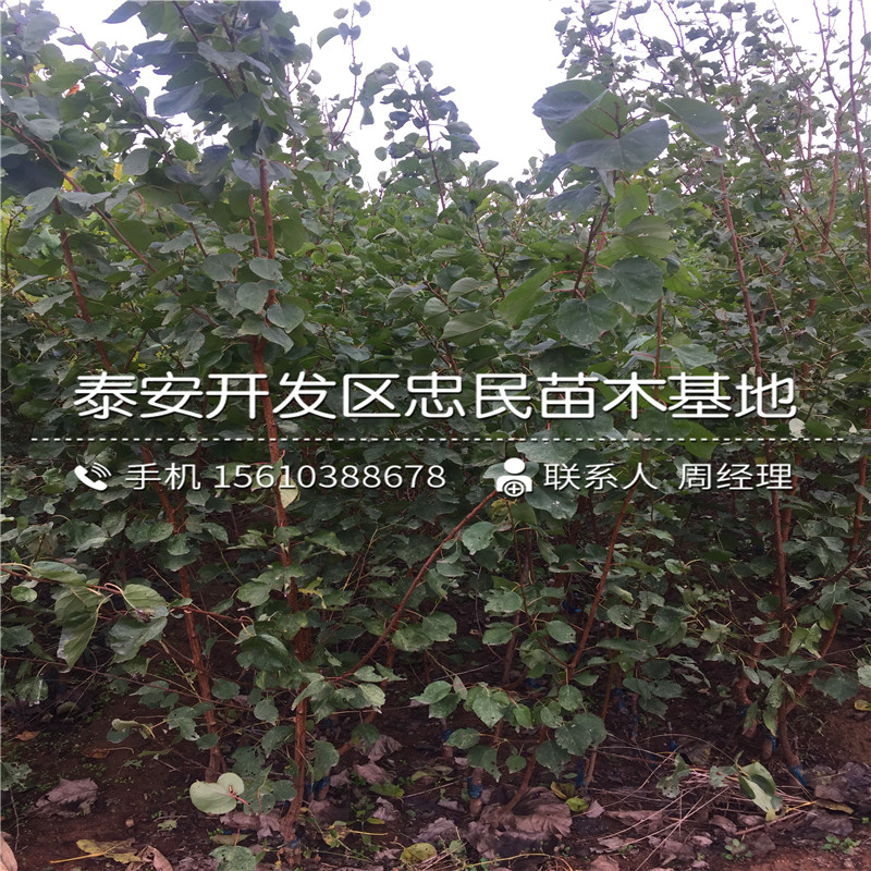 磨盤(pán)柿子樹(shù)苗報(bào)價(jià)、磨盤(pán)柿子樹(shù)苗銷(xiāo)售基地