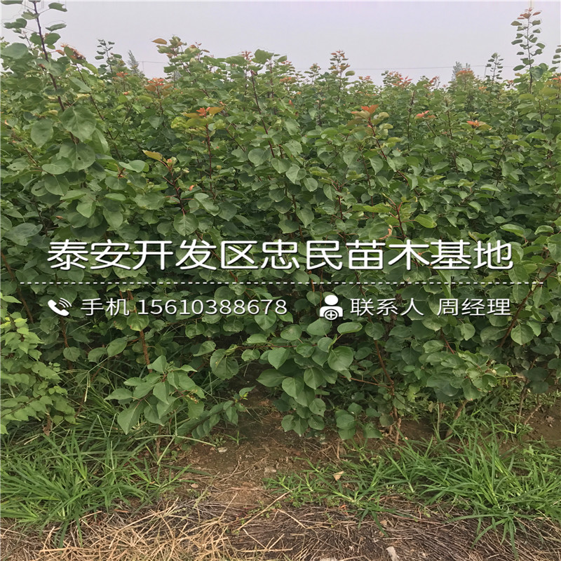 2018年4公分柿子樹苗價(jià)格、4公分柿子樹苗出售基地
