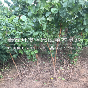 哪里有新世紀(jì)杏樹苗、新世紀(jì)杏樹苗哪里出售