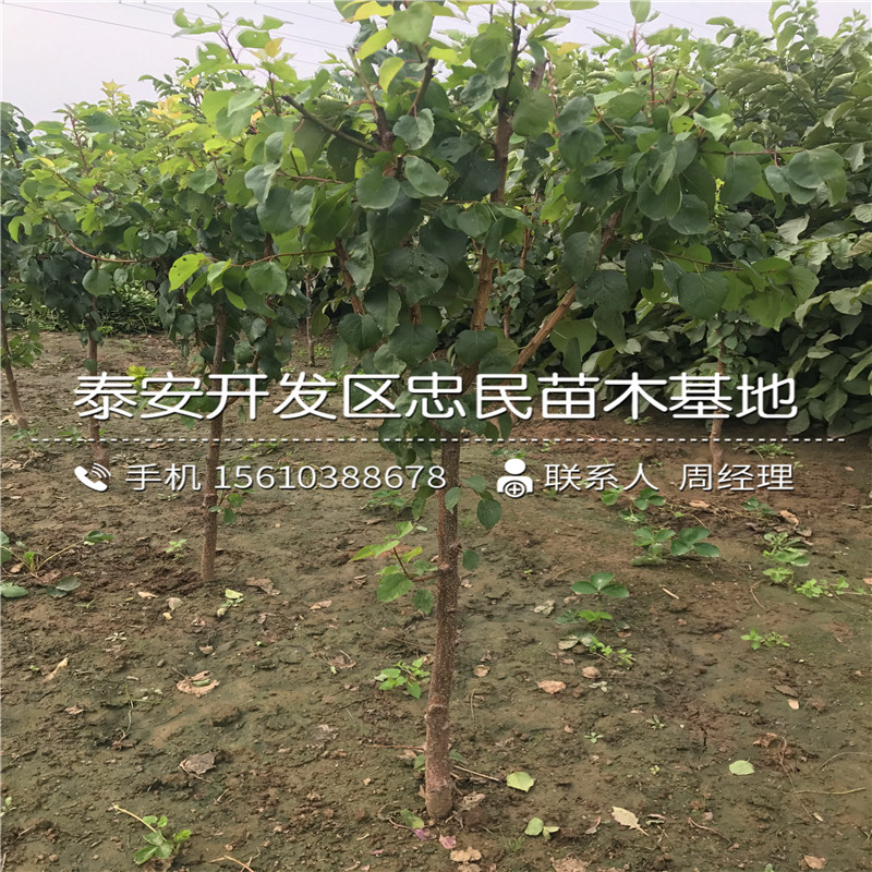 山東9公分柿子樹(shù)苗批發(fā)、9公分柿子樹(shù)苗哪里有賣(mài)的