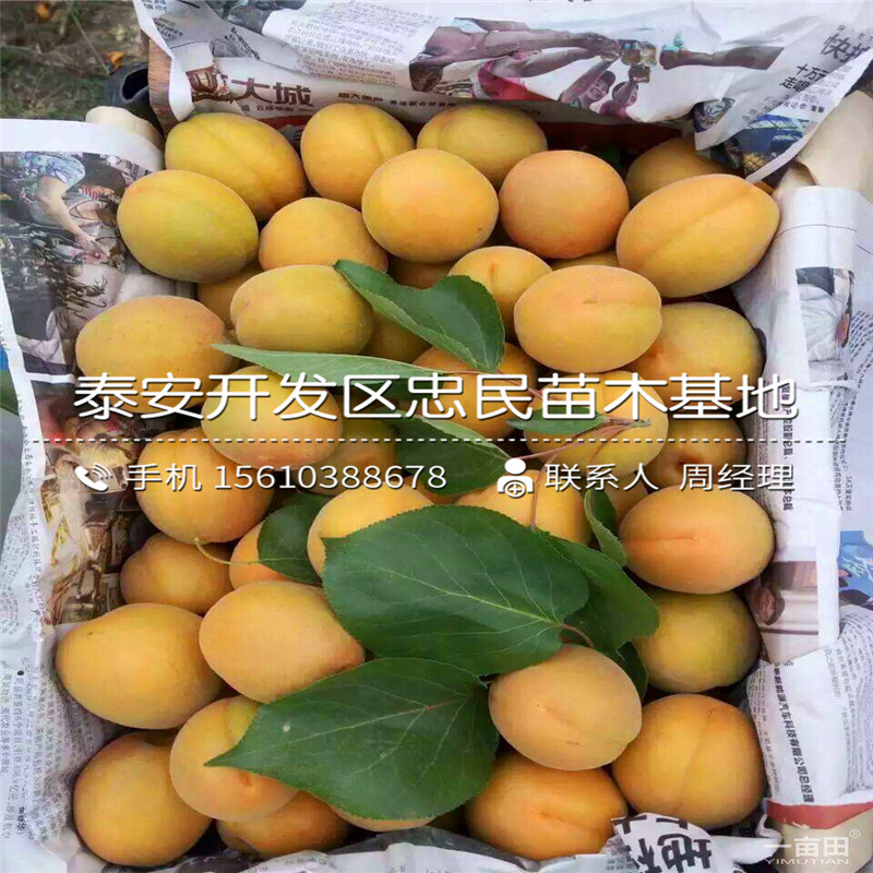 2018年巧克力柿子樹苗多少錢一棵、巧克力柿子樹苗基地報(bào)價(jià)
