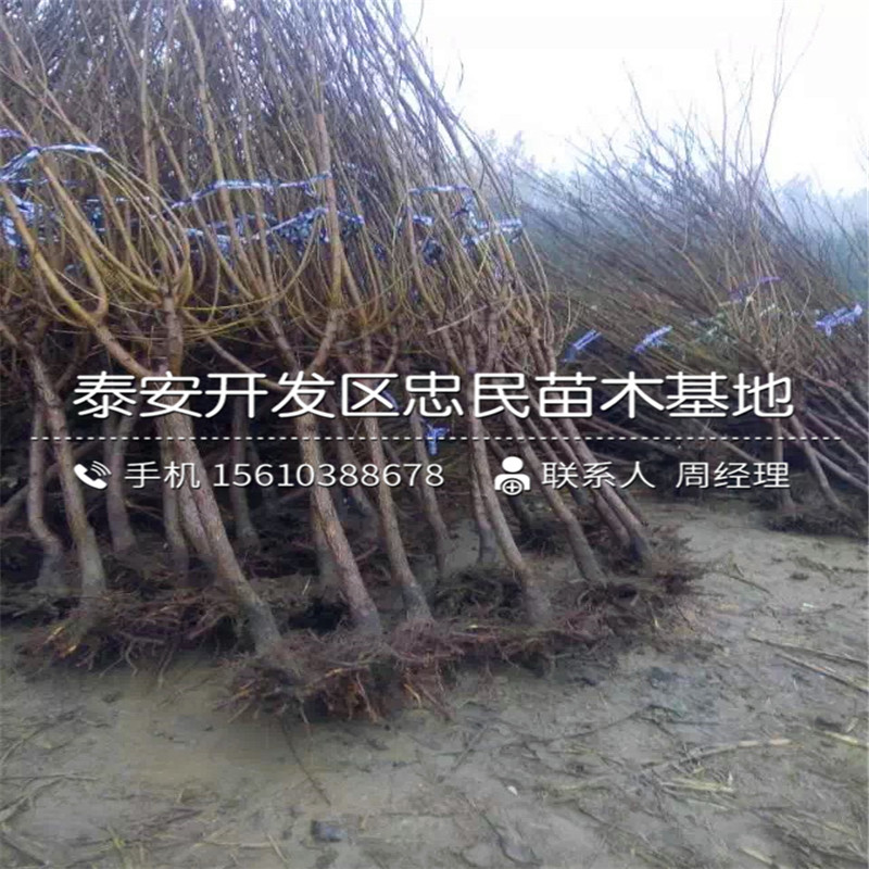 大秋柿子樹苗基地、大秋柿子樹苗格