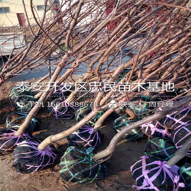 山東寶蓋柿子樹(shù)苗報(bào)價(jià)、寶蓋柿子樹(shù)苗種植基地