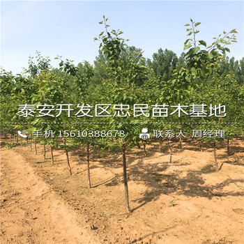 2018年日本甜脆柿子树苗报价、日本甜脆柿子树苗销售基地
