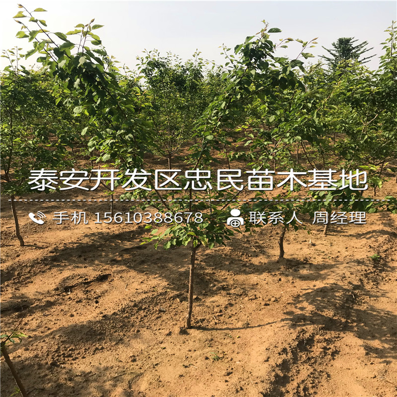 哪里賣大棚王杏樹(shù)苗、大棚王杏樹(shù)苗銷售價(jià)格
