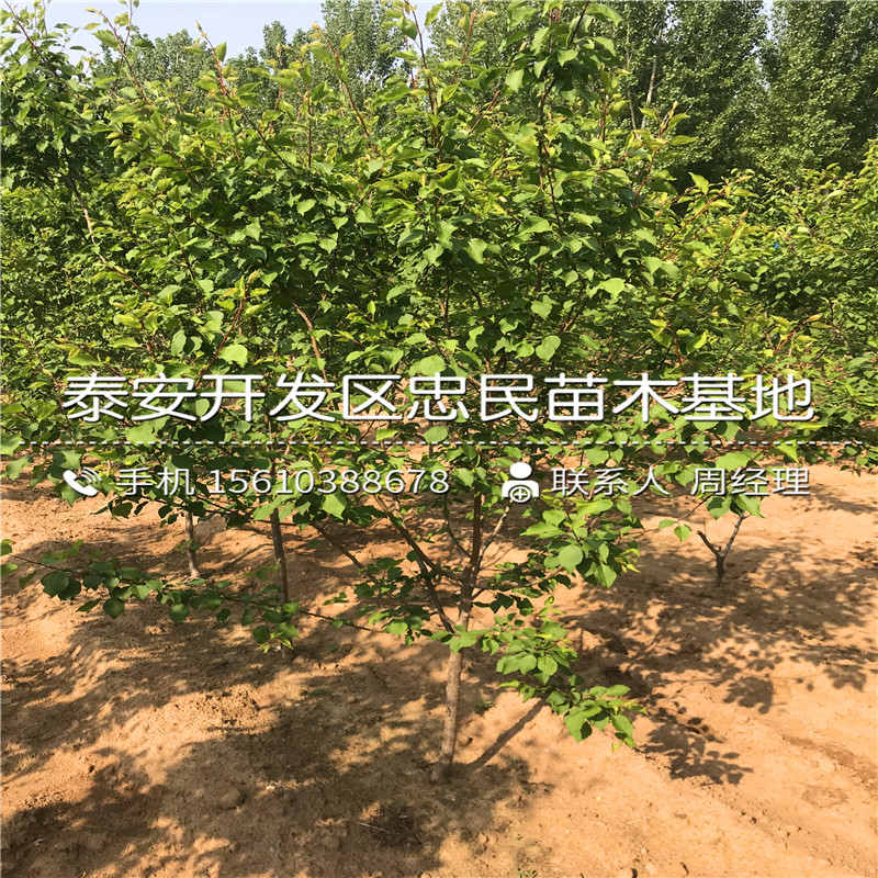 出售1公分杏樹(shù)苗、1公分杏樹(shù)苗價(jià)格與報(bào)價(jià)
