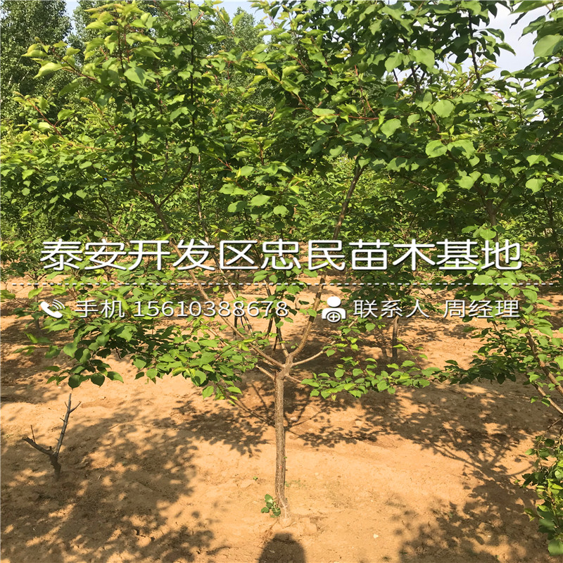 求購(gòu)8公分杏樹(shù)苗、8公分杏樹(shù)苗種植基地