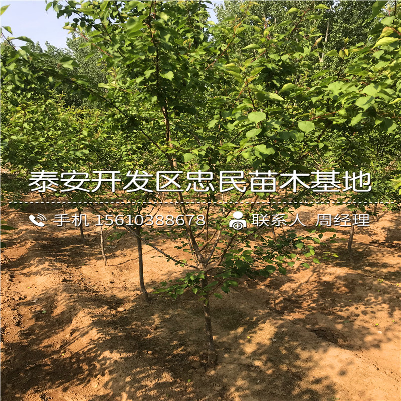 新品種大秋柿子樹苗多少錢一棵、大秋柿子樹苗格多少