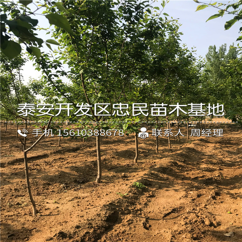 山東嫁接柿子樹(shù)苗基地、嫁接柿子樹(shù)苗價(jià)格哪里便宜