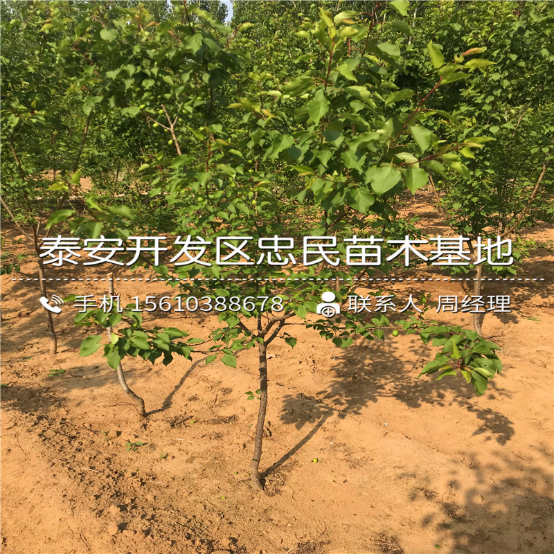 磨盤(pán)柿子樹(shù)苗報(bào)價(jià)、磨盤(pán)柿子樹(shù)苗銷(xiāo)售基地