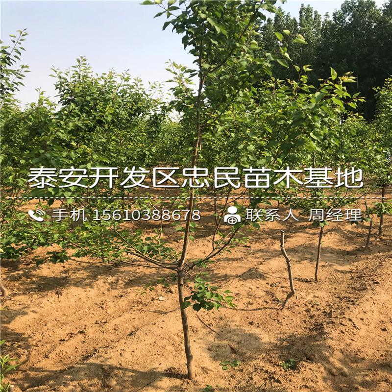 柿子樹苗哪里有、柿子樹苗批發(fā)什么價格
