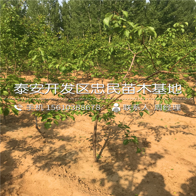 2018年甜脆柿子树苗报价、甜脆柿子树苗销售基地