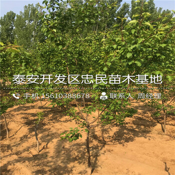 哪里出售4公分杏樹苗、4公分杏樹苗出售基地