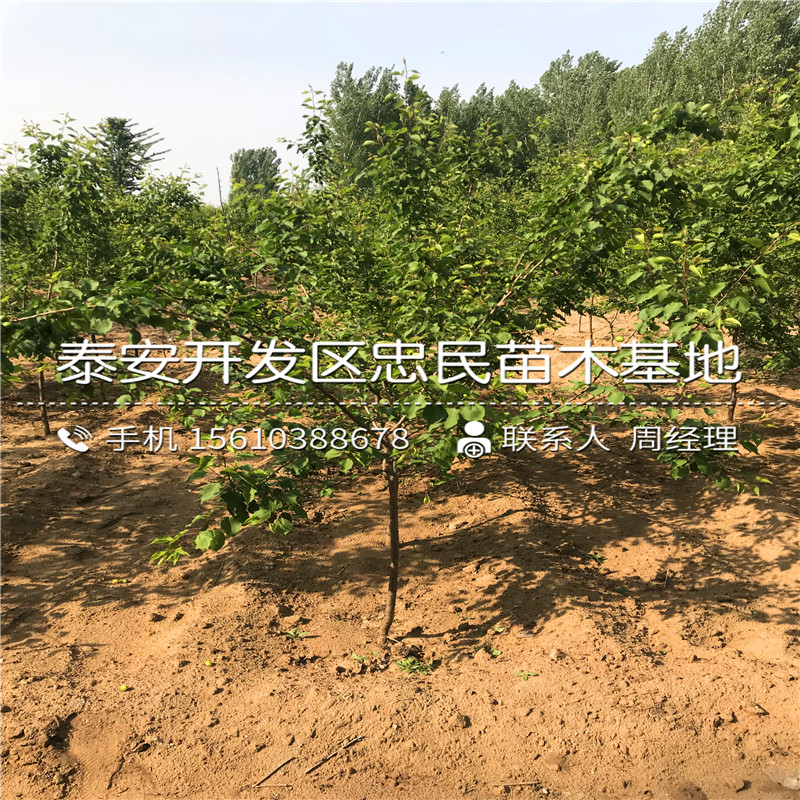 山東嫁接柿子樹(shù)苗基地、嫁接柿子樹(shù)苗價(jià)格哪里便宜