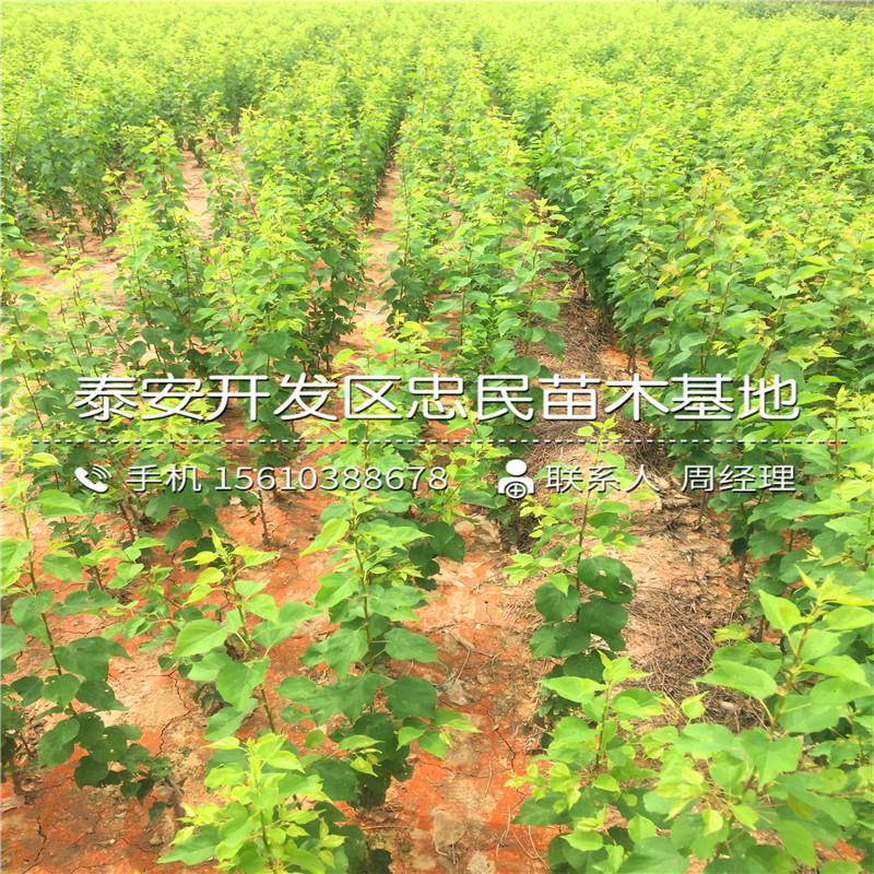 什么地方可以買(mǎi)到8公分杏樹(shù)苗、8公分杏樹(shù)苗格