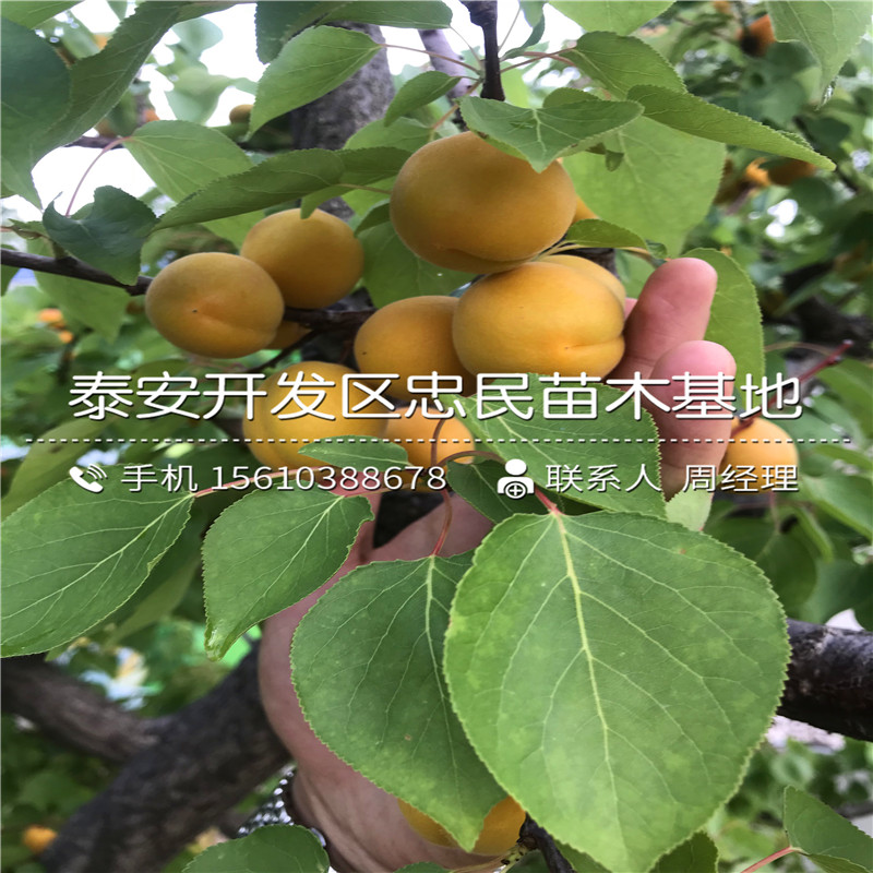 哪里出售2公分杏樹苗、2公分杏樹苗批發(fā)什么價格