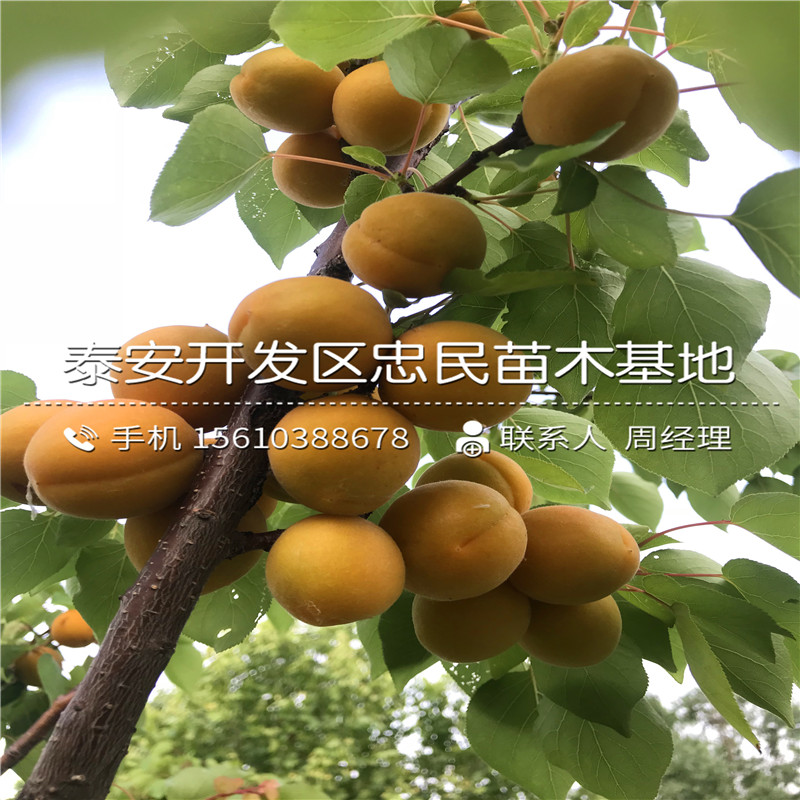 山東巧克力柿子樹苗多少錢一棵、巧克力柿子樹苗多少錢