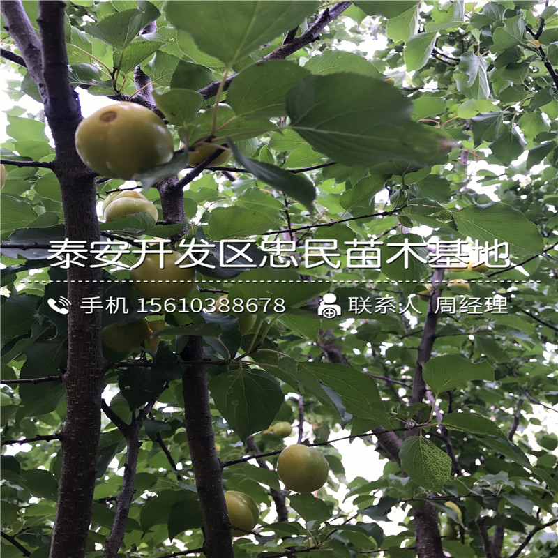 哪里出售金太陽杏樹苗、金太陽杏樹苗銷售基地