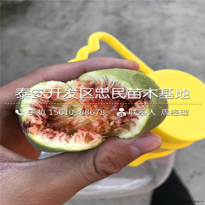山東波姬紅無花果樹苗、波姬紅無花果樹苗價格哪里便宜