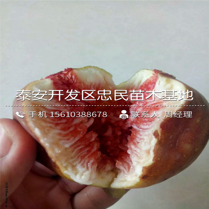 山东无花果树苗、无花果树苗销售价格