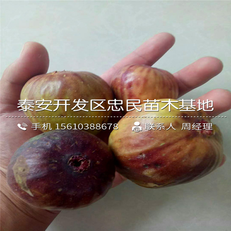 青皮无花果树苗哪里有卖的、青皮无花果树苗哪里出售