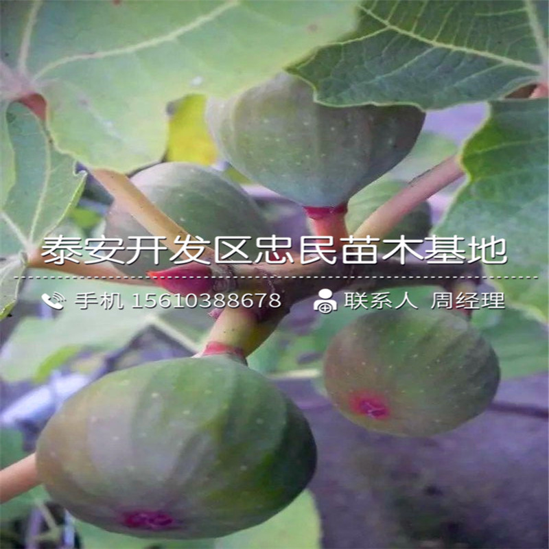 4公分無花果樹苗多少錢一棵、4公分無花果樹苗銷售價(jià)格