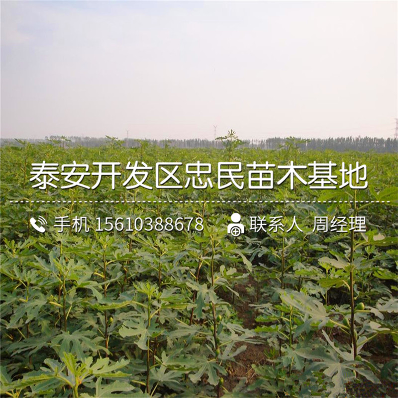 瑪斯義陶芬無花果樹苗多少錢一棵、瑪斯義陶芬無花果樹苗種植基地
