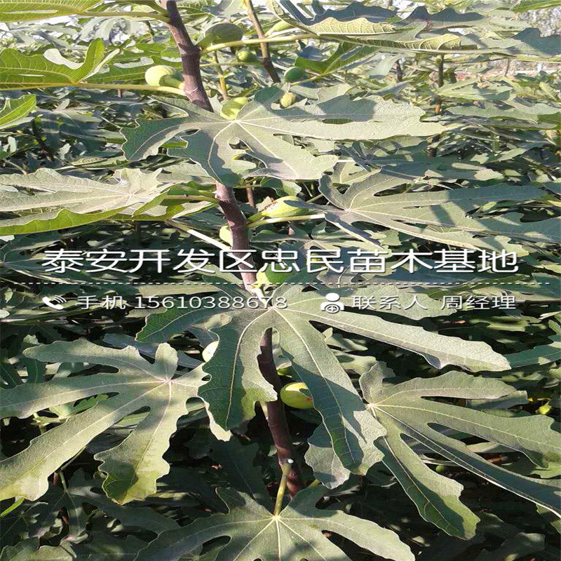 山東4公分無花果樹苗、4公分無花果樹苗種植基地