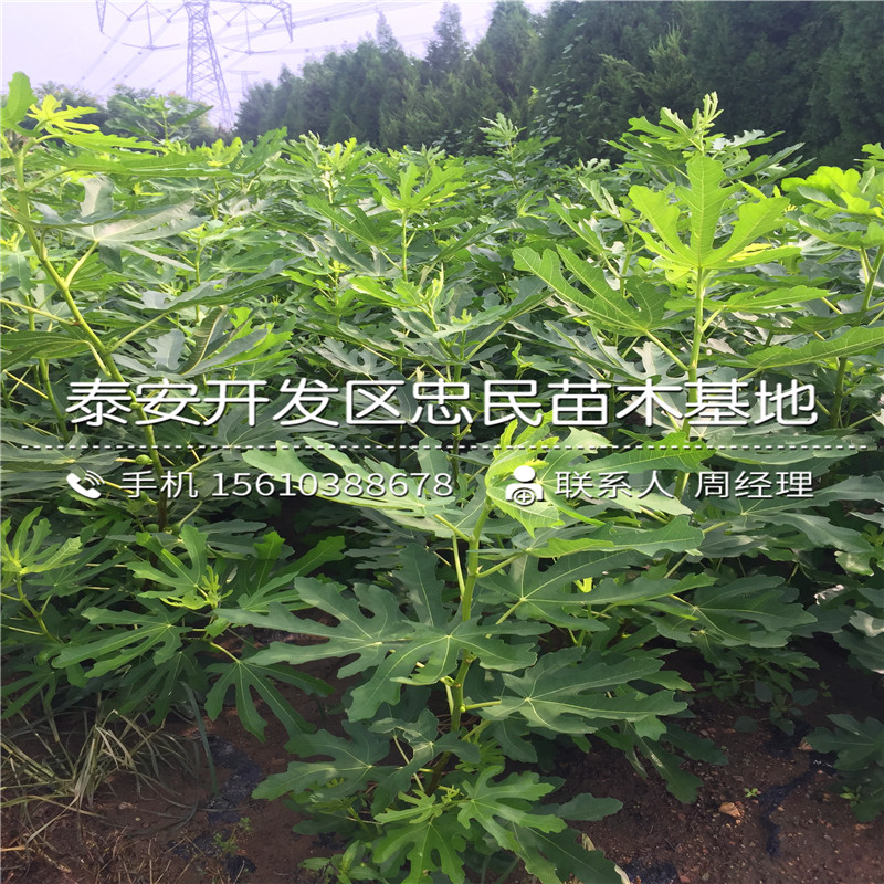 山东布兰瑞克无花果树苗、布兰瑞克无花果树苗出售基地