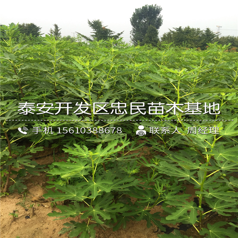 無花果樹苗批發(fā)基地、無花果樹苗哪里出售
