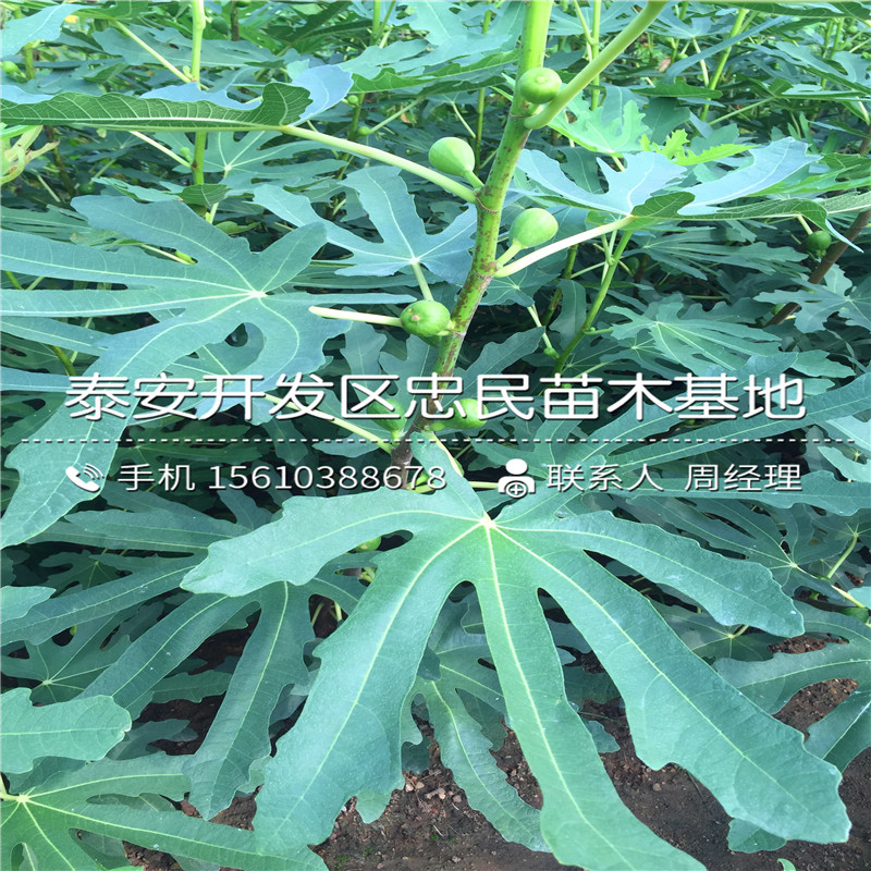 山东布兰瑞克无花果树苗、布兰瑞克无花果树苗哪里有卖的