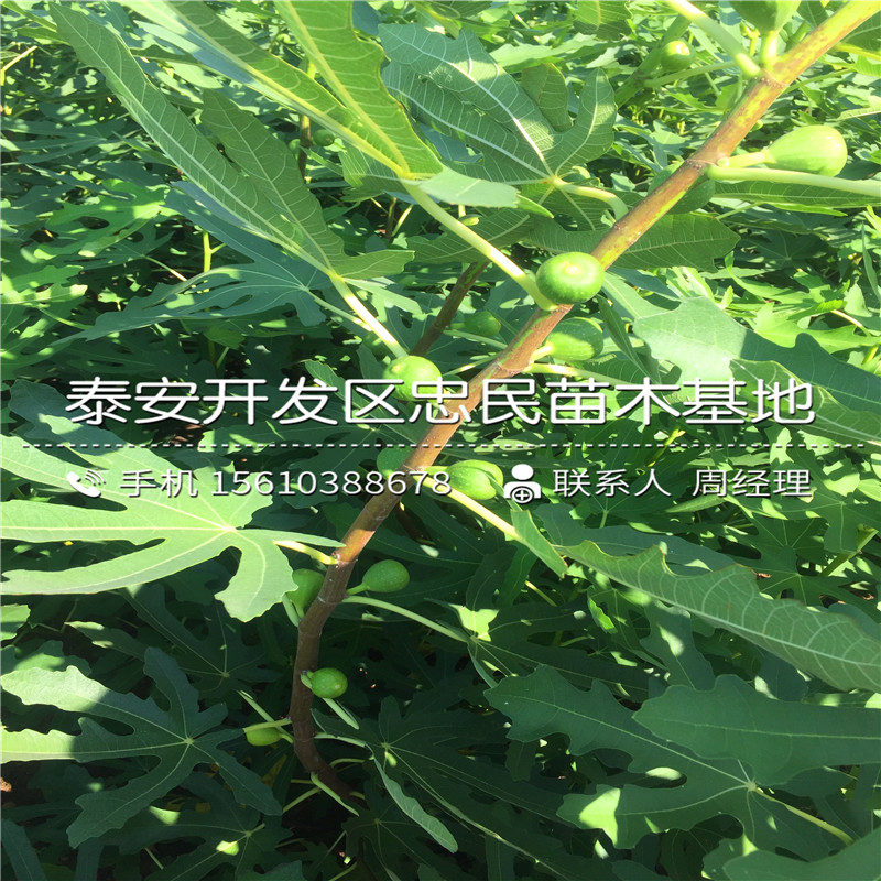 山東加州黑無花果樹苗、加州黑無花果樹苗價格哪里便宜