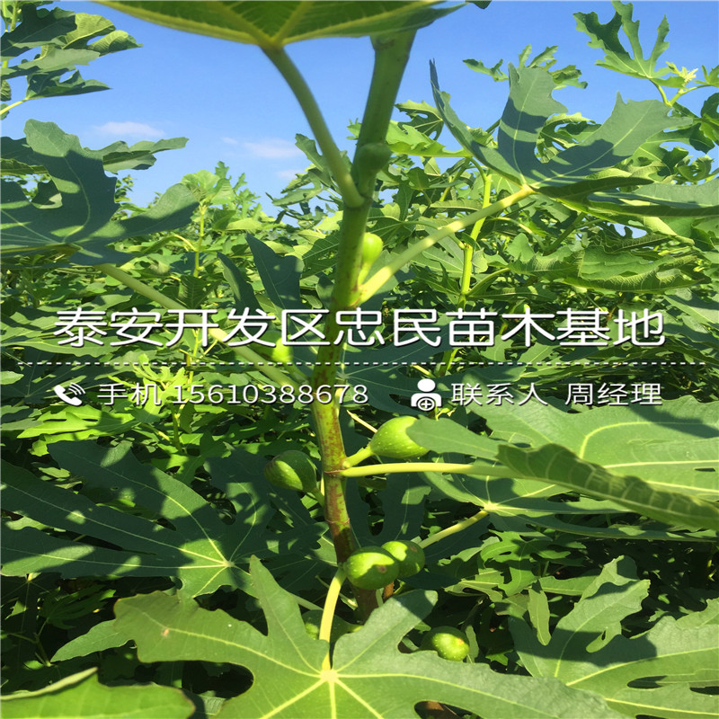 山东布兰瑞克无花果树苗、布兰瑞克无花果树苗哪里有卖的