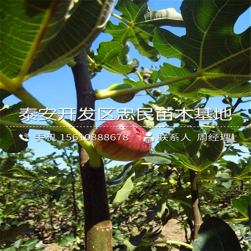 山東1公分無花果樹苗、1公分無花果樹苗行情