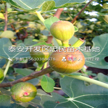 山東華麗無花果樹苗、華麗無花果樹苗什么價格