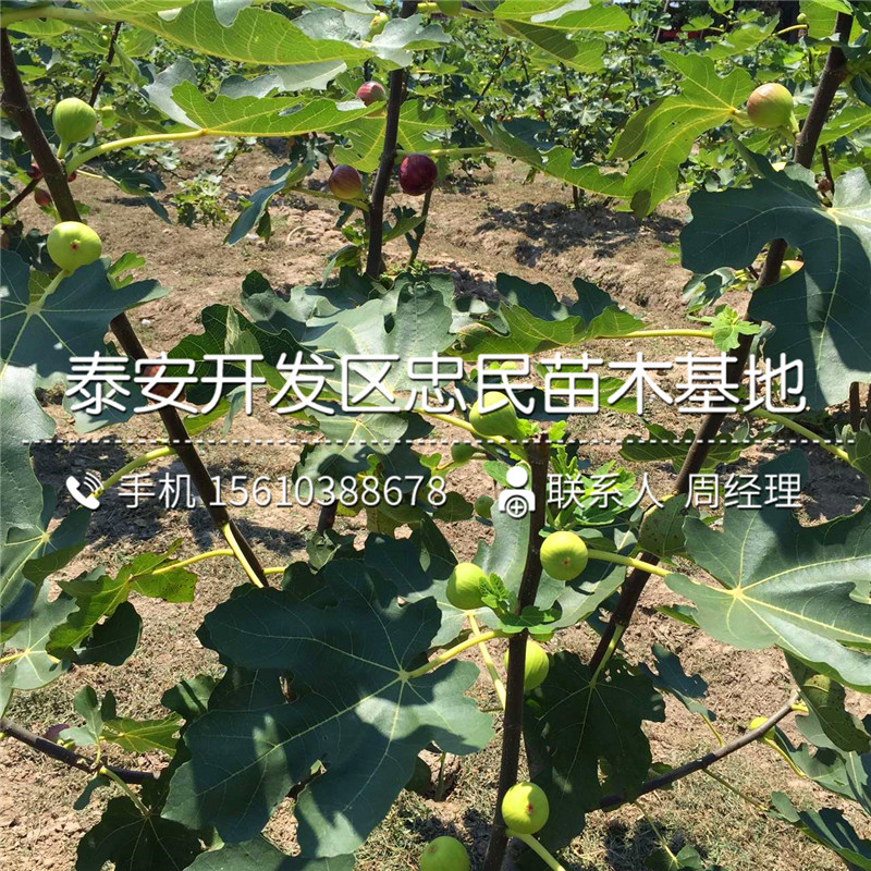 山東華麗無花果樹苗、華麗無花果樹苗銷售價(jià)格