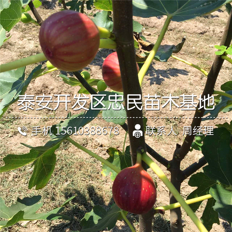 山東2公分無花果樹苗、2公分無花果樹苗多少錢