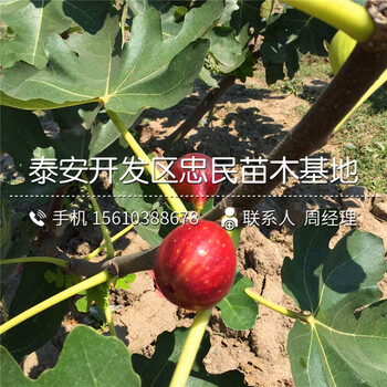 5公分無花果樹苗出售多少錢、5公分無花果樹苗出售價(jià)錢