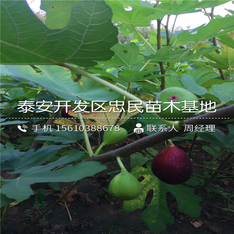 山东布兰瑞克无花果树苗、布兰瑞克无花果树苗批发价格