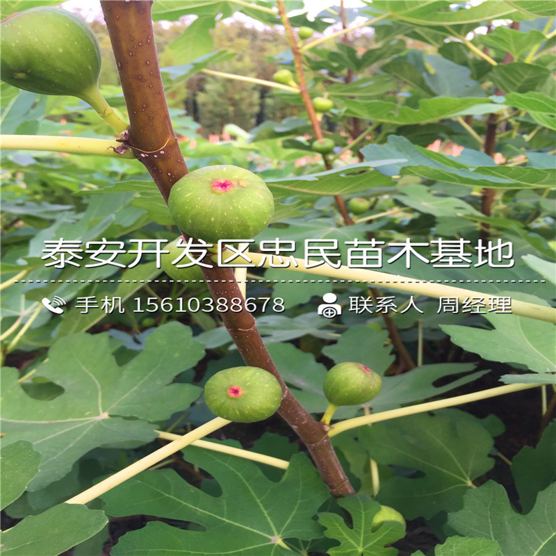 1公分無(wú)花果樹苗批發(fā)什么價(jià)格、1公分無(wú)花果樹苗行情