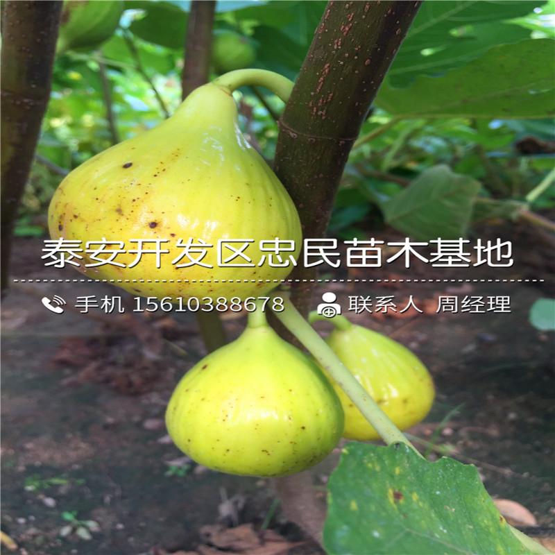 4公分無花果樹苗批發(fā)基地、4公分無花果樹苗哪里出售