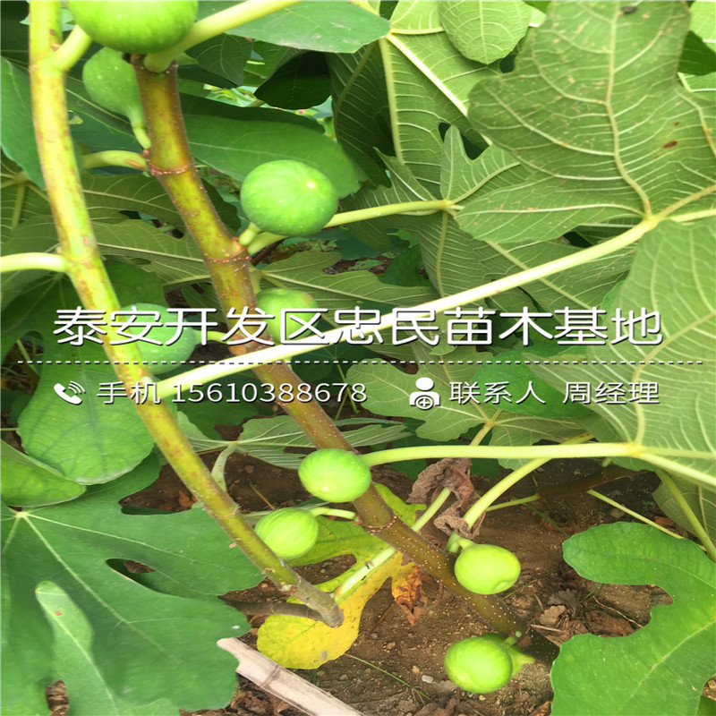 山東波姬紅無花果樹苗、波姬紅無花果樹苗價格哪里便宜