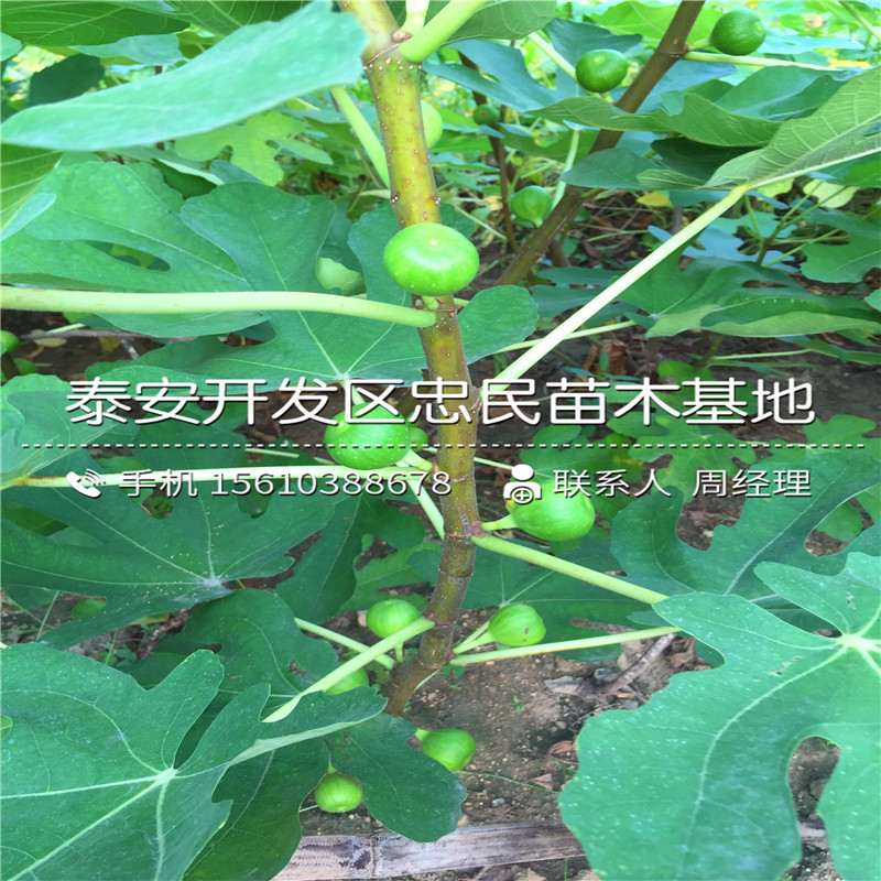 山東3公分無花果樹苗、3公分無花果樹苗批發(fā)出售