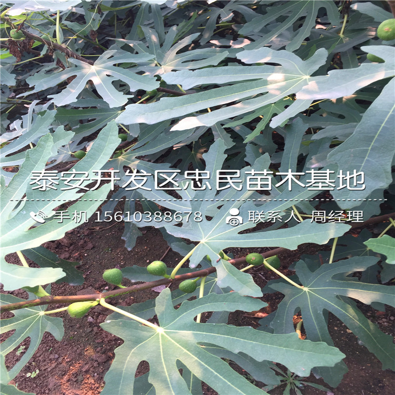 加州黑無(wú)花果樹(shù)苗多少錢(qián)一棵、加州黑無(wú)花果樹(shù)苗品種