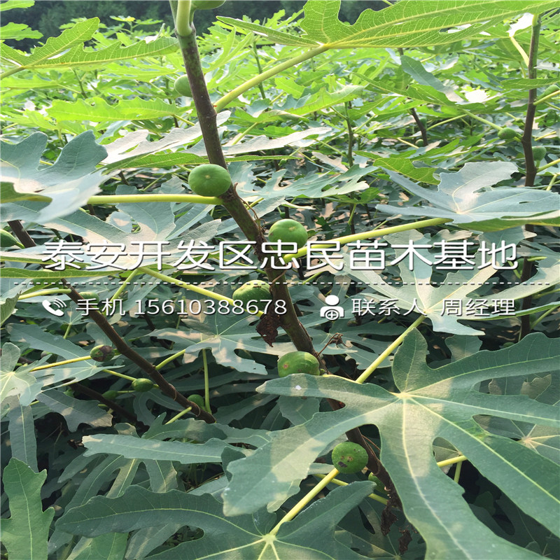 山東無花果樹苗、無花果樹苗銷售基地