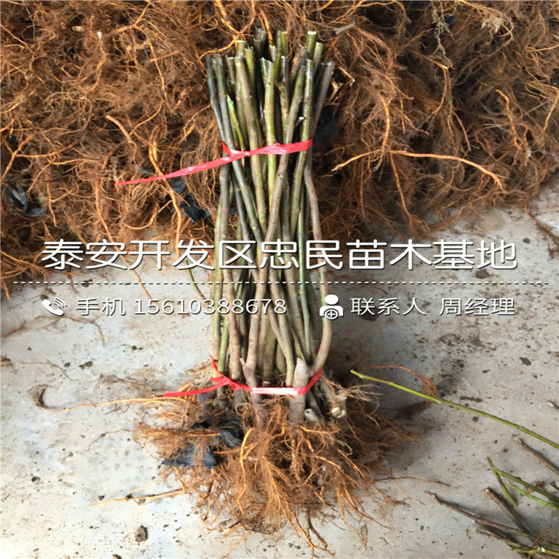 山東2公分無花果樹苗、2公分無花果樹苗出售價(jià)錢