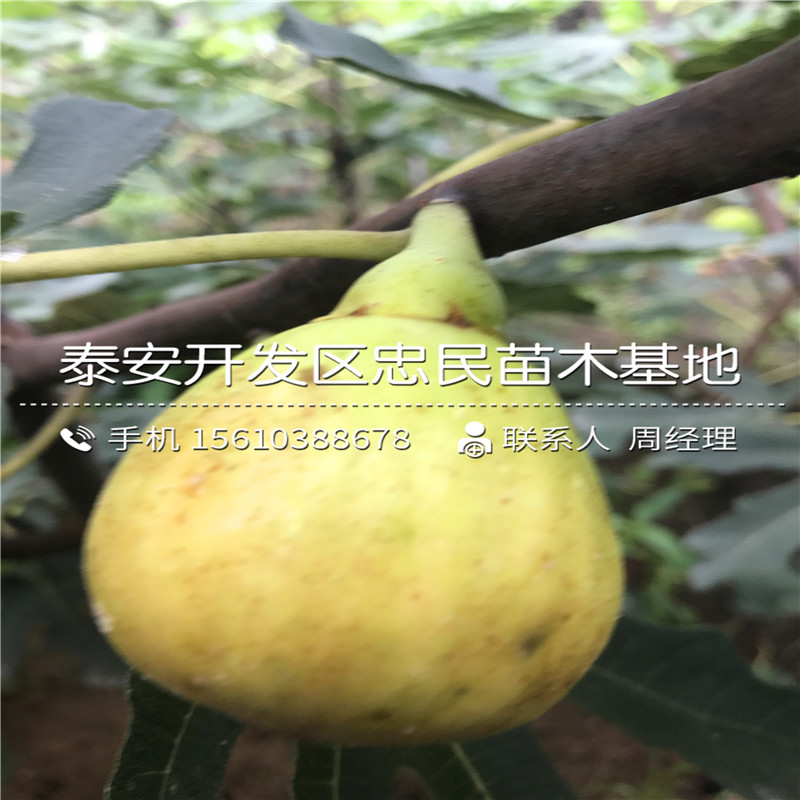 山東4公分無花果樹苗、4公分無花果樹苗種植基地